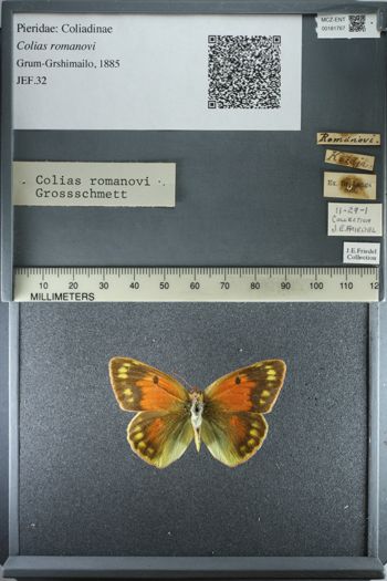 Media type: image;   Entomology 181767
